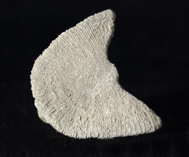 Diploctenium subcirulare MILNE-EDWARDS & HAIME 1848 - Bild © FossNet FossilienStore